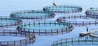 Highly Functional Aquaculture