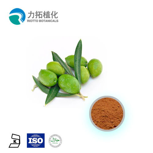 Nature Olive Leaf Extract (Oleuropein 10%-60%)