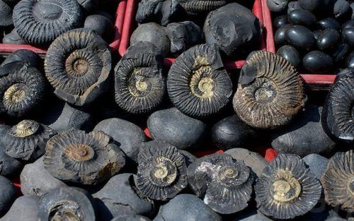 Shaligrams Stone