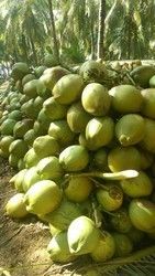 Fresh And Pure Green Coconut