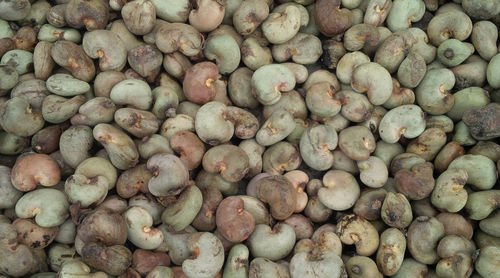 Fresh Raw Cashew Nut