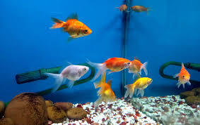 Ornamental Fish For Aquarium - Defect-Free Array | Reliable Performance, Long Service Life, Timely Delivery