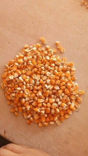 Low Price Yellow Maize