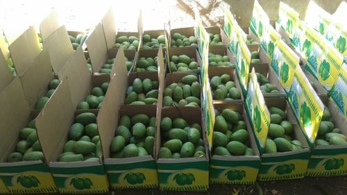 Export Quality Fresh Kesar Mangoes