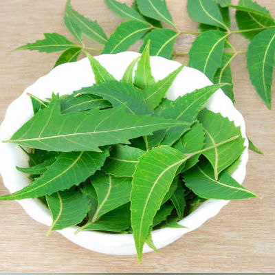 Fresh And Green Neem Leaves Ingredients: Herbs