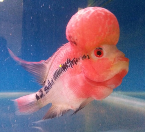 Premium Grade Flowerhorn Fish