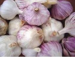 Quality Approved Fresh Garlic