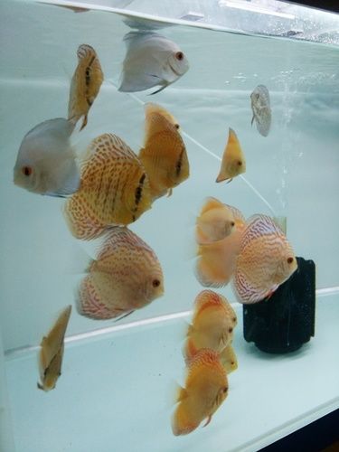 Attractive Aquarium Discus Fish