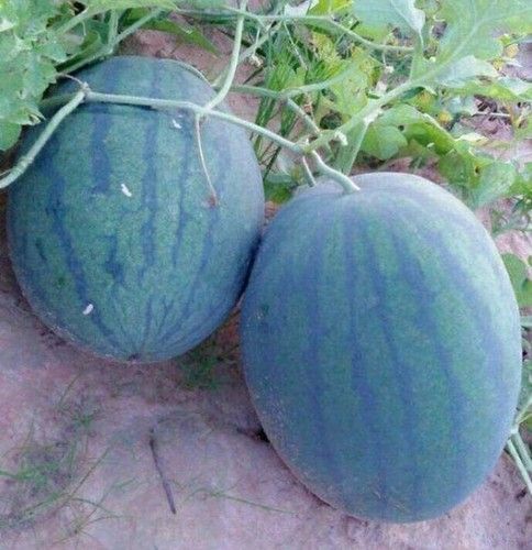 Common Fresh Delicious Sweet Watermelon