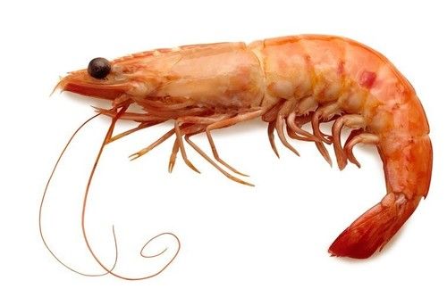 Fresh Prawns - Premium Quality Seafood, Freshly Sourced from Local Villages, Bulk Supply Available