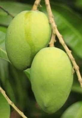 Farm Fresh Natural Mango