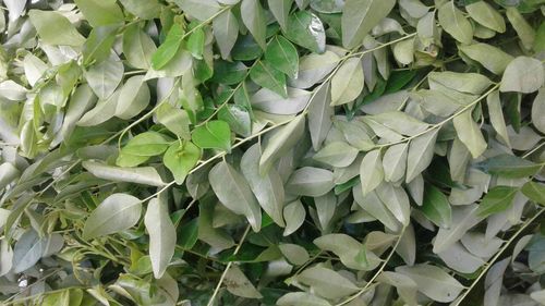 Organic Fresh Curry Leaves