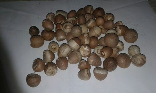 Sri Lankan Betel Nuts