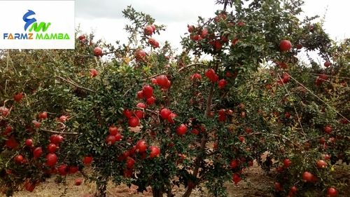 Medium Size Fresh Pomegranate