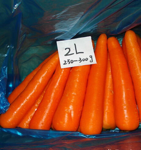 Optimum Grade Fresh Carrot