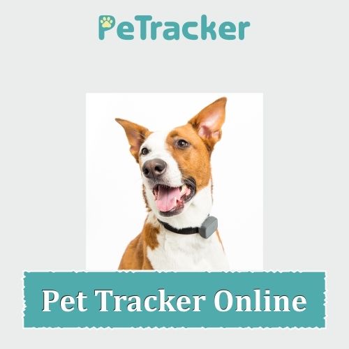 Pet Tracker Online Device