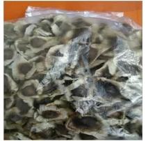 Affordable Price Moringa Seeds