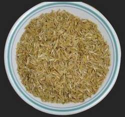 Best Quality Rice Husk