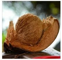 बालों वाला नारियल