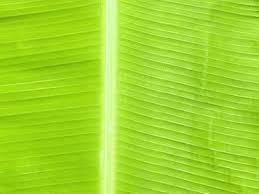 Natural Green Banana Leaf - Natural Material, Round Shape | Ideal For Food Service Use, Affordable Quality