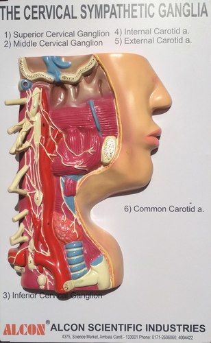 Cervical Sympathetic Ganglia Anatomical Models