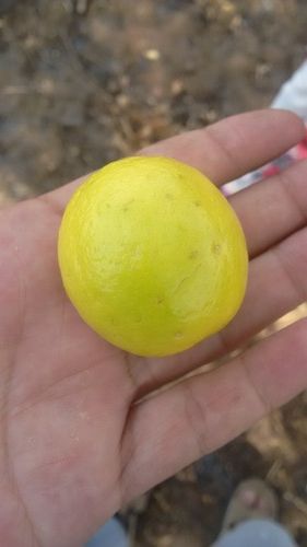 Natural And Fresh Lemon - Superior Grade Quality | Naturally Sourced, Fresh and Juicy