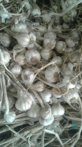 Organic White Raw Garlic