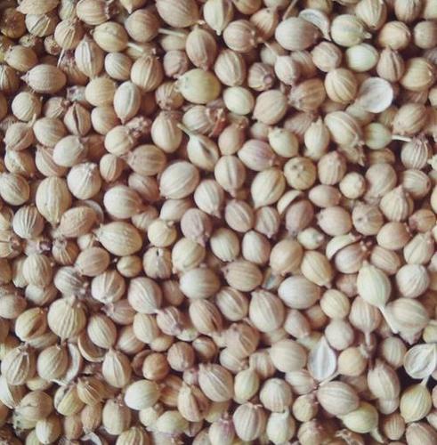 Fresh Organic Coriander Seeds