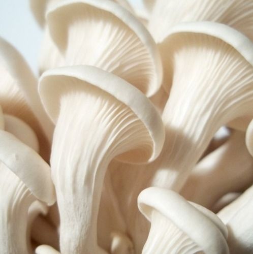 Organic Mushrooms - Nutrient-Dense, High in Protein, Copper, Potassium & Selenium, Excellent Source of Phosphorus and Zinc