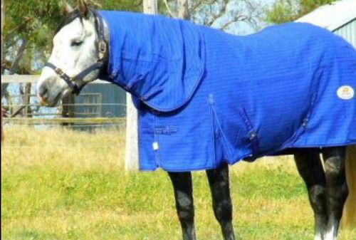 Highly Reliable Summer Horse Rugs