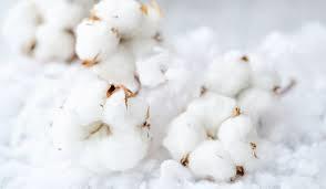 Natural White Raw Cotton