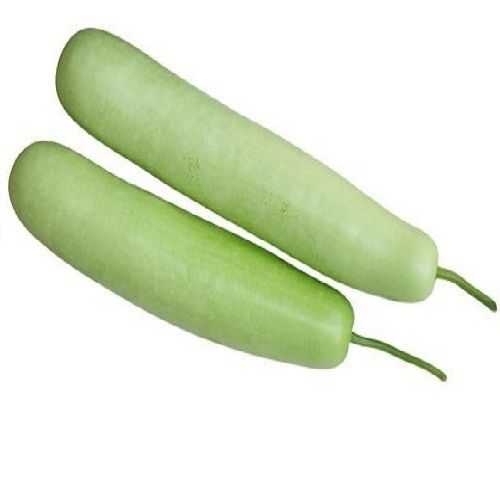 Best Variety Fresh Bottle Gourd