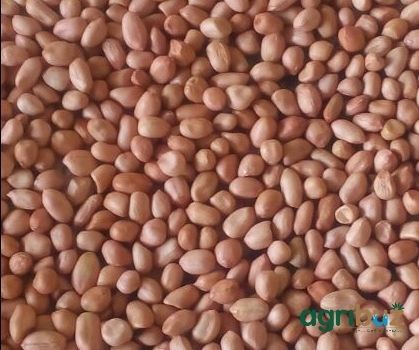 Fresh Dried Groundnut Kernels