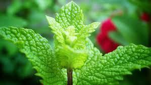 Peppermint Leaf