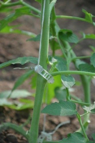 Tomato Clip for Greenhouse