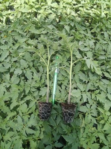 Green Tomato Plants