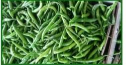 Top Quality Green Chilli