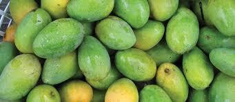 Fresh Green Mango - Fruits