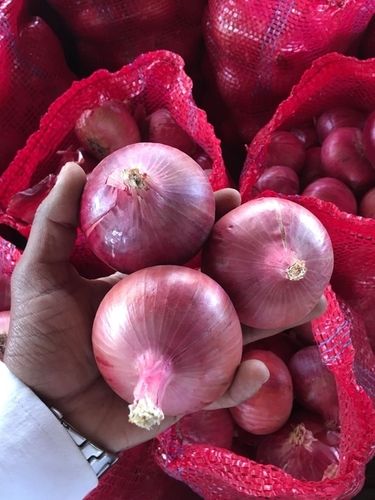 Fresh Red Indian Onion