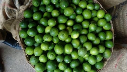 Medium Size Green Lime