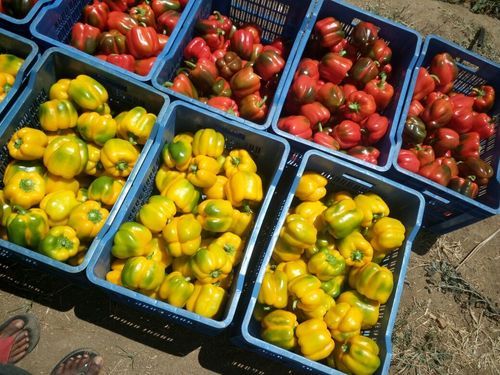 Farm Fresh Color Capsicum - Greenhouse Grown Bell Peppers | Natural Taste, Superior Quality, Versatile for Cooking