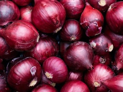 Fresh Red Onion with High Nutrition Value