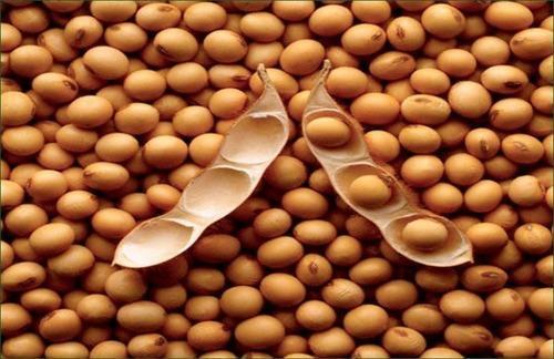 Best Affordable Soya Bean