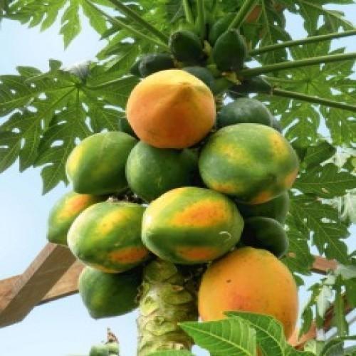 Fresh and Tasty Papaya