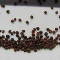Hygienically Processed Cauliflower Seed