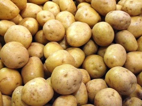 New Harvest Fresh Potato