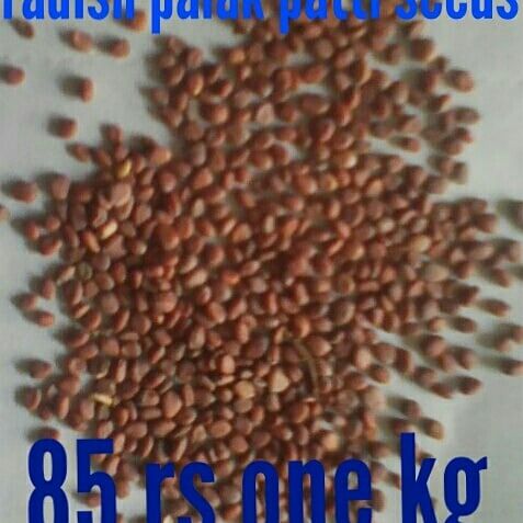 Radish Palak Patta Seed