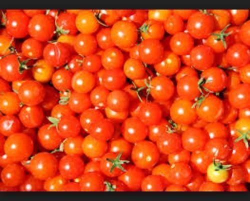 High Grade Fresh Tomato