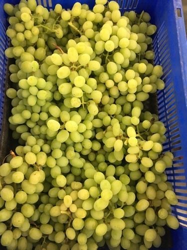 Low Price Seedless Grapes
