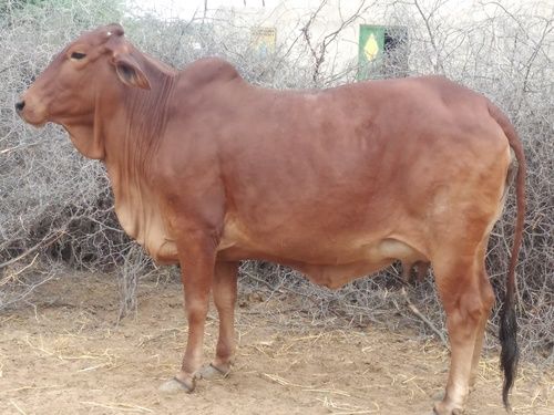 Silver Sahiwal Cow